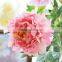 fabric artificial flower wholesale silk decorative coral peony