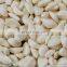 Automatic Garlic Ginger/Potato/Yam Crusher and Grinder/Stainless Steel Garlic Paste Crushing Machine