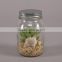 Mini Green Indoor Succulent Artificial Desert Plants in glass jar
