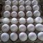 White Eggs suppliers from india