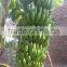 fresh green bananas for sale