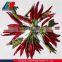2016 new crop Japones Chilli from China