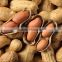 Wholesale peanut