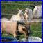 High quality best price galvanized and PVC coated grass field fence for cow( ISO9001:2008 )