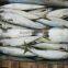 Frozen Pacific Mackerel Good-quality Seafood Pacific Mackerel Whole