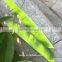 7~10inch New Cut-in-half Full Length Archery Arrow Vanes Turkey Feathers Factory Sale