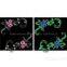 glow in the dark pigment glow in the dark powder
