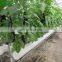 China Cheapest Garden Greenhouses/Hydroponics Systems/Grow Tent