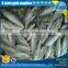 Fresh seafrozen horse mackerel whole round