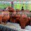 A Type, 3 Layer Layer Chicken Battery Cages In Poultry Farms