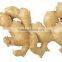 Supply fresh ginger with good quality for sale