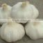 Fresh Jinxiang Garlic