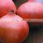 Buy/Import China Organic Red Onion 2016 Crop