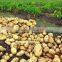 Golden Supplier China Wholesale Garlic with Competitive Price