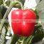 Vegetable Seeds