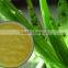 Aloe vera extract