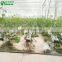 High Quality Cheap Cucumber Light Deprivation Greenhouse