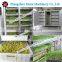 Factory price automatic mung bean sprout machine-bean sprout processing machine
