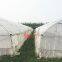 Agricultural Single Span Plastic Film Greenhouse Agricultural Single Span Greenhouse
