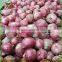 Fresh red onion mesh bag packed -(website:qdxinyangshan03)