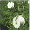 Agriculture Greenhouse Tomato Hook Ear Clips Roller Hooks with Twine PVC Hanger