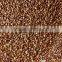 roasted buckwheat browen colour best quality