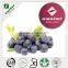 100% Natural Blueberry Fruit Extract Powder