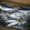 Frozen Horse Mackerel Fish Whole Round Land frozen