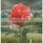 3d pictures with 4 images flip change effect of beautiful flowers