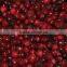 Frozen IQF Lingonberry