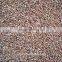 hybrid sorghum seeds for animal feed