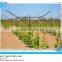 vineyard metal trellis post/grape support trellis