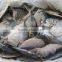 Frozen Moon Fish Mene Maculata
