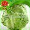 Grade A fresh green cabbage for sale