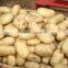2015 crop Chinese Holland Potato with good quality for sale