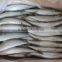 frozen pacific mackerel new arrival best price