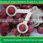 fresh Red Sweet seeded grape fruit export from China