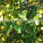 Fresh Citrus Fruits /Yellow LemonAdalia - Verna - green lime