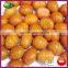 2016 Price Frozen Peeled Roasted Chinese Chestnut (IQF)