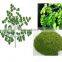 GMP Certified Manufacturer Supply Natural Moringa Powder