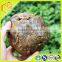 green raw propolis of 40% propolis