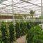 Factory Price fiber glass Greenhouse For Hydroponics