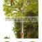 tall (high)tree pole pruner