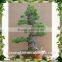 New products bonsai pine tree price artificial japanese artificial bonsai tree