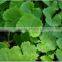 100% Natural Centella Asiatica Extract