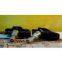 Sell TPMS (Tire Pressure Monitoring System for Truck &Bus W401)