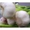 Sell Dried Garlic (Granulated garlic/garlic powder/garlic flakes/cloves)