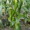Green Pepper Seeds Sweet Pepper Greenhouse Plant Pepper Seeds No.30