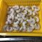 Frozen Vannamei Prawns Peeled Deveined Pd Shrimp