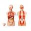 Medical science plastic dual sex anatomy 85cm height 32 parts anatomical medical male human torso model